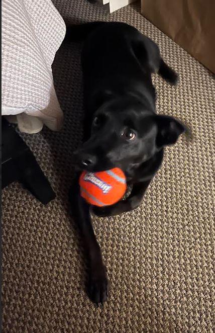 Enlarge Jesse, a Adoptable mixed breed in Milford, NJ image 2/5
