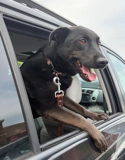 Enlarge Jesse, a Adoptable mixed breed in Milford, NJ image 5/5