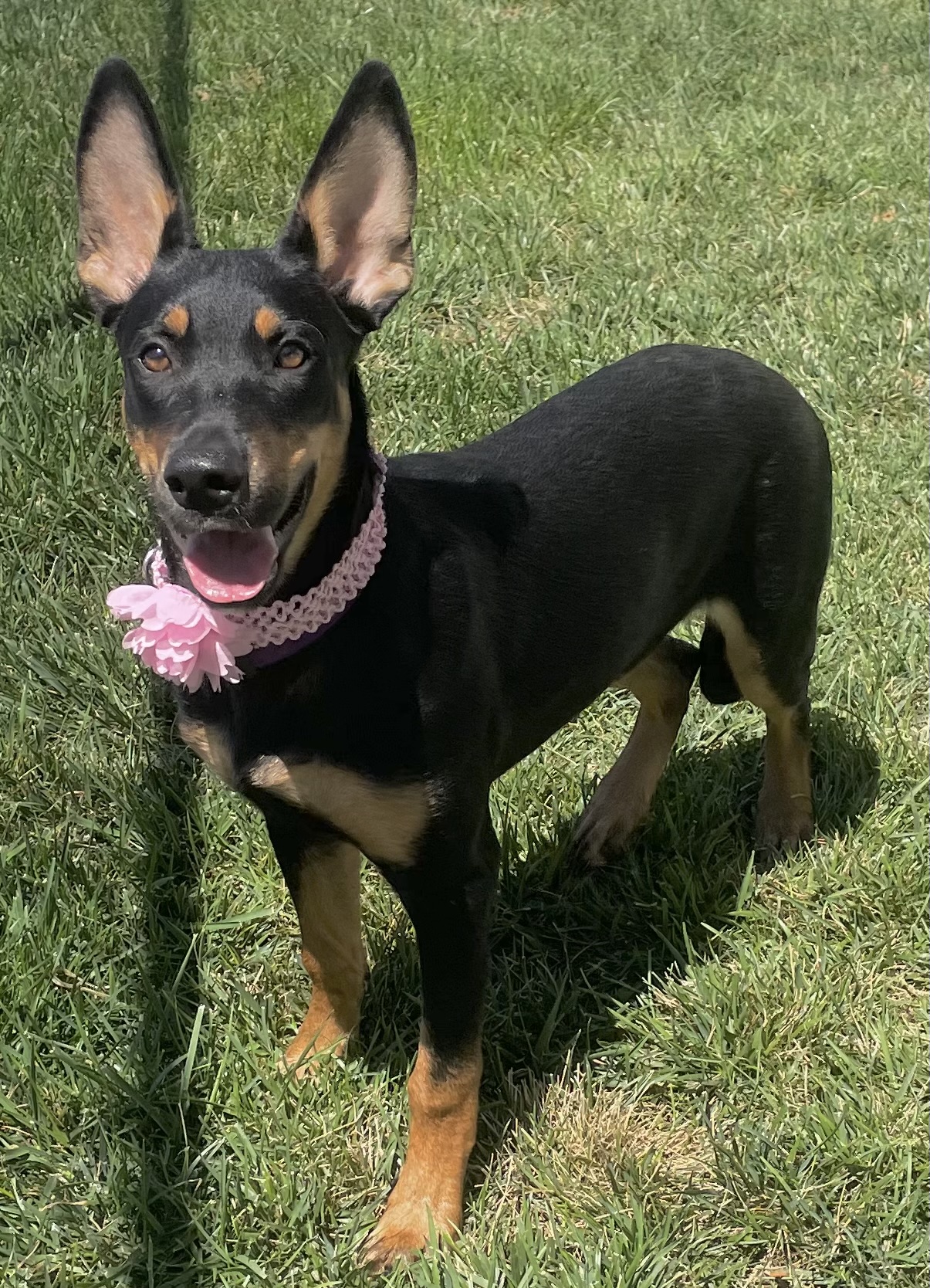 Cleopatra, a Adoptable mixed breed in Lodi, CA image 2/6