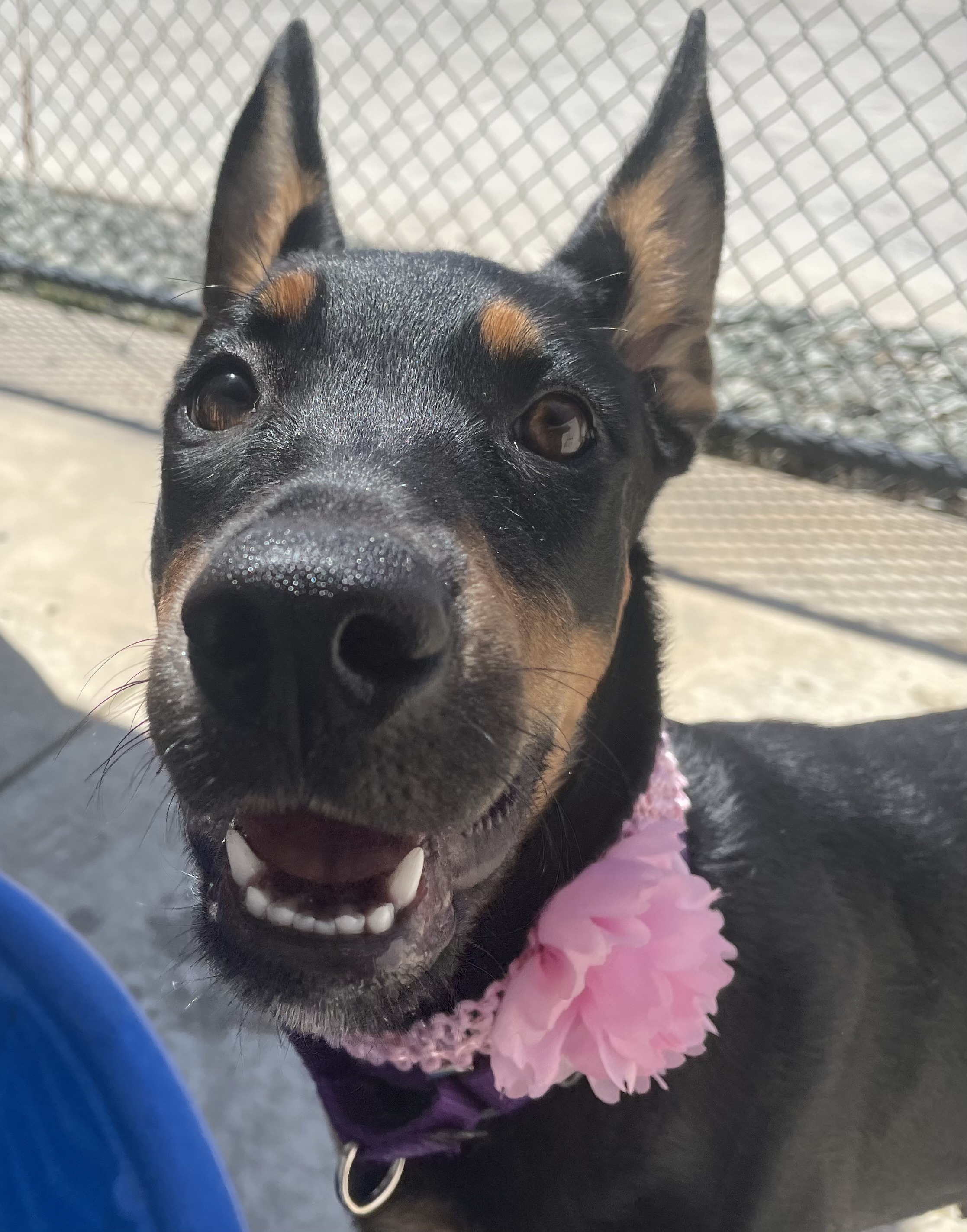 Cleopatra, a Adoptable mixed breed in Lodi, CA image 3/6