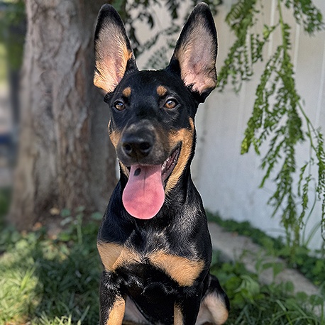 Cleopatra, Adoptable, Adult Female Doberman Pinscher & German Shepherd Dog.