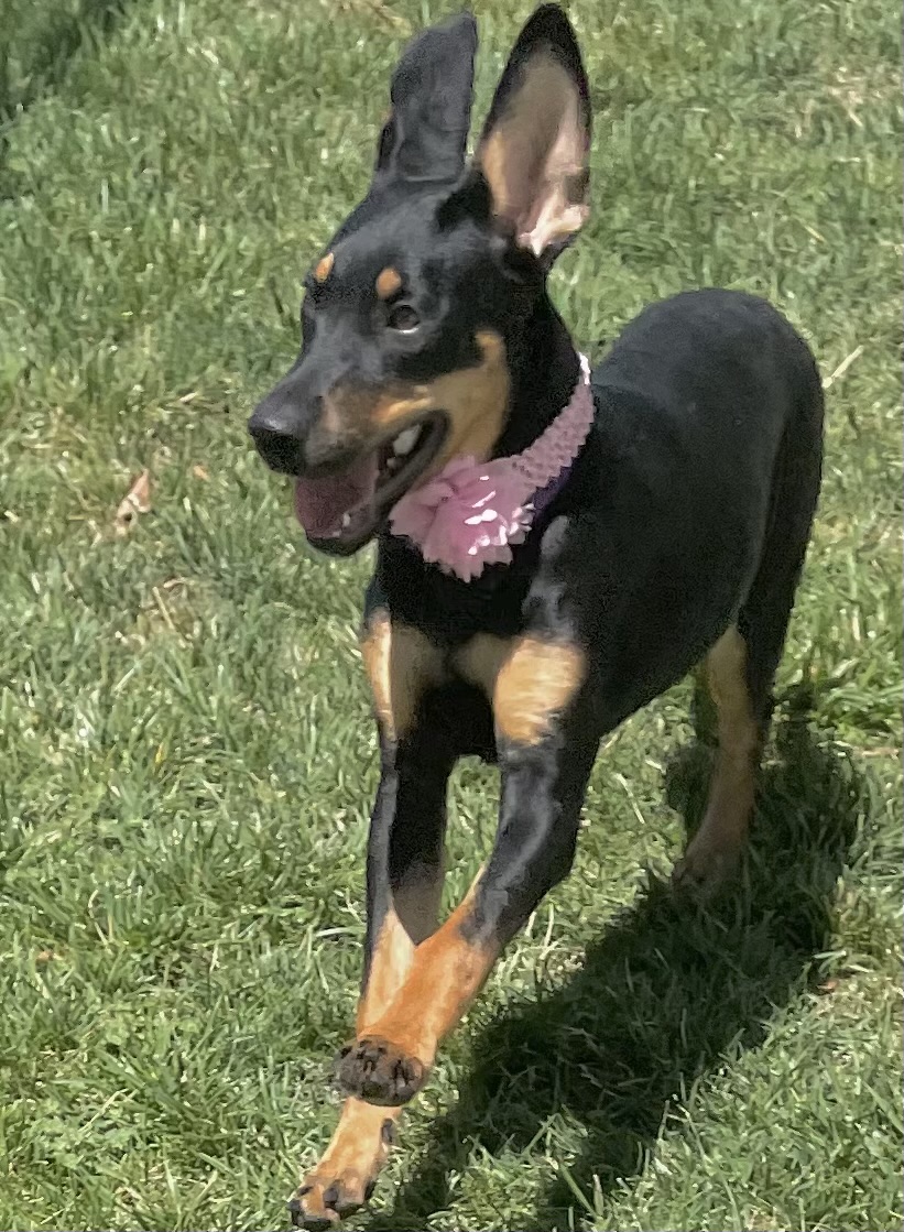 Cleopatra, a Adoptable mixed breed in Lodi, CA image 4/6