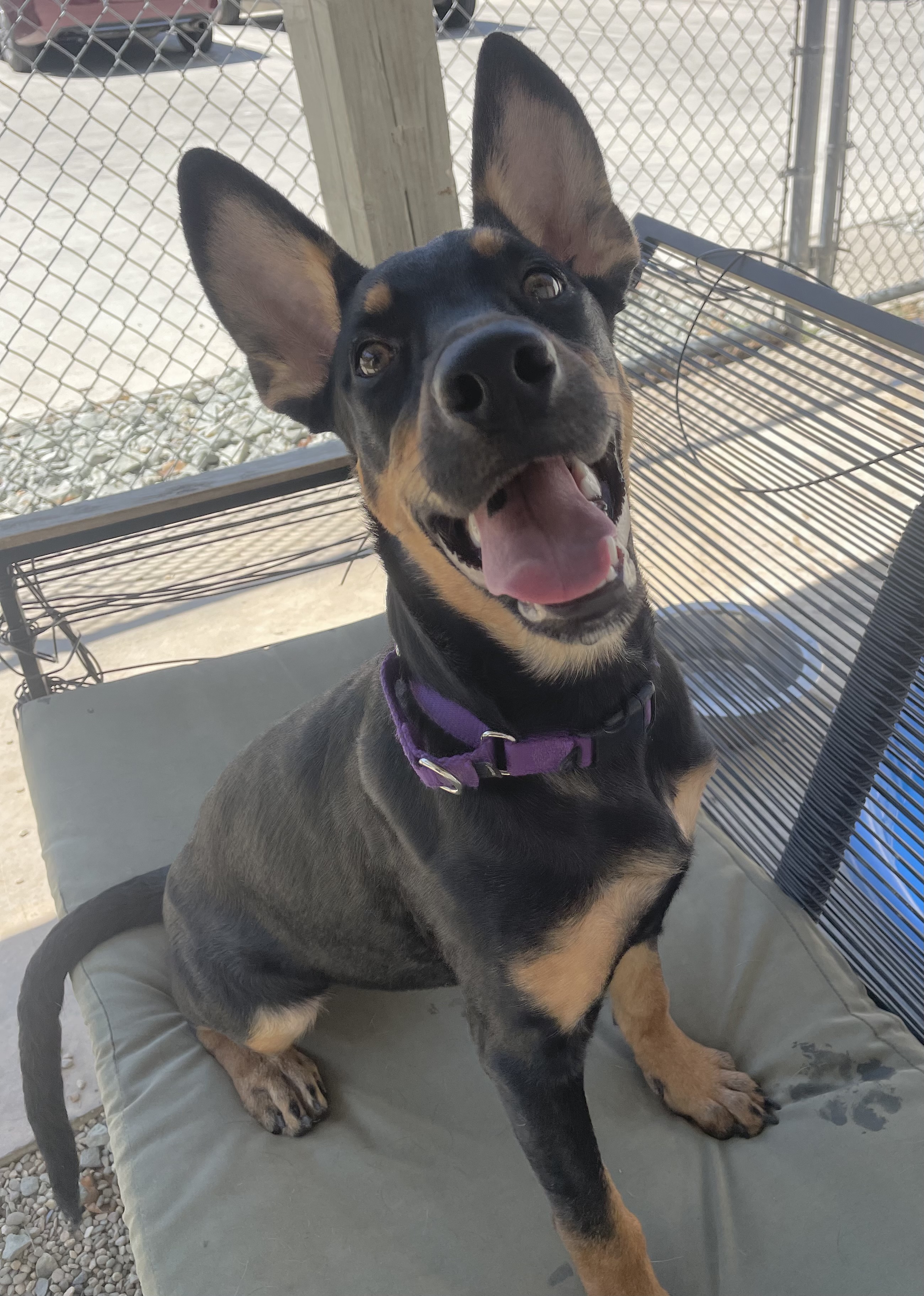 Cleopatra, a Adoptable mixed breed in Lodi, CA image 5/6