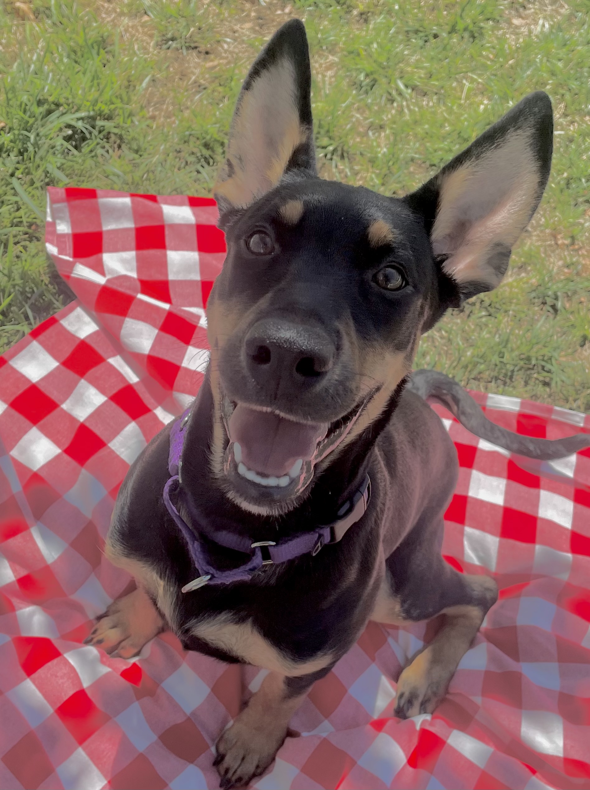 Cleopatra, a Adoptable mixed breed in Lodi, CA image 6/6