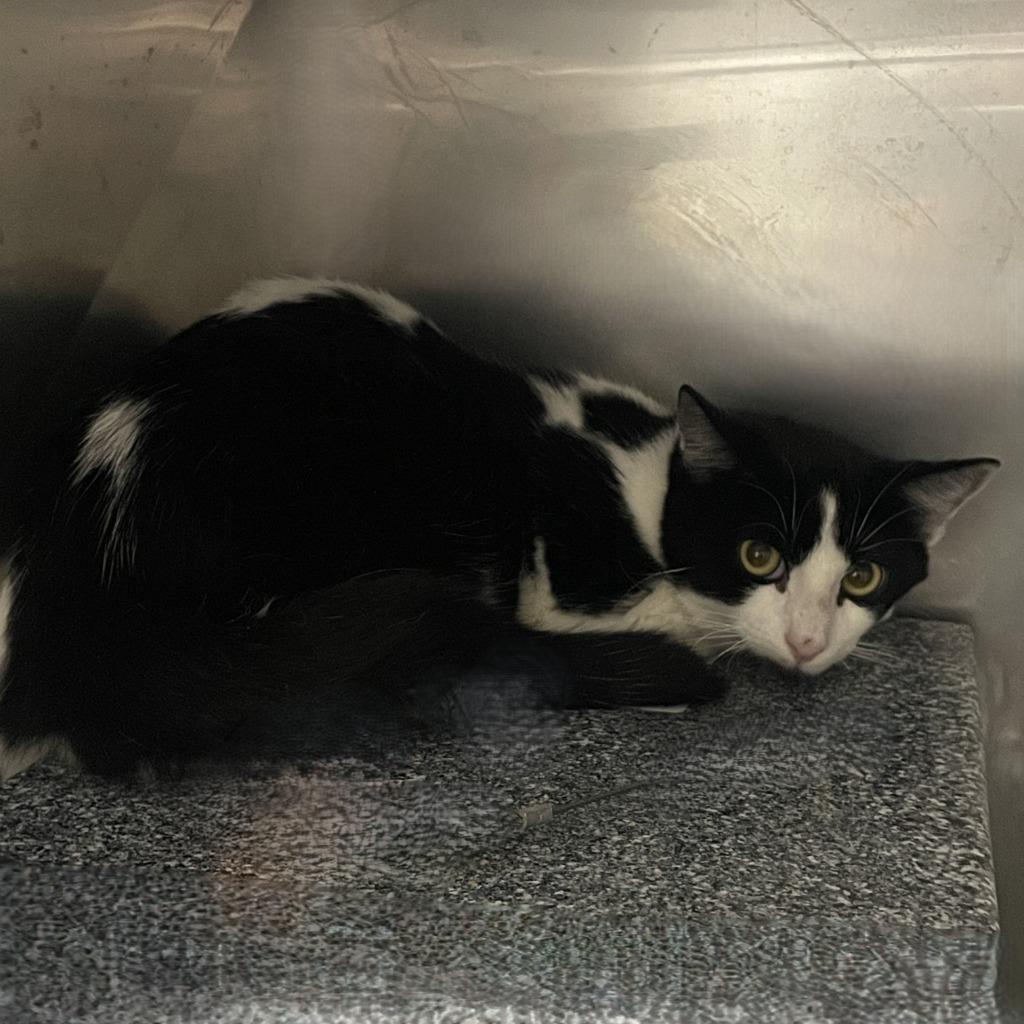 Kevin, Adoptable, Young Male Domestic Medium Hair.