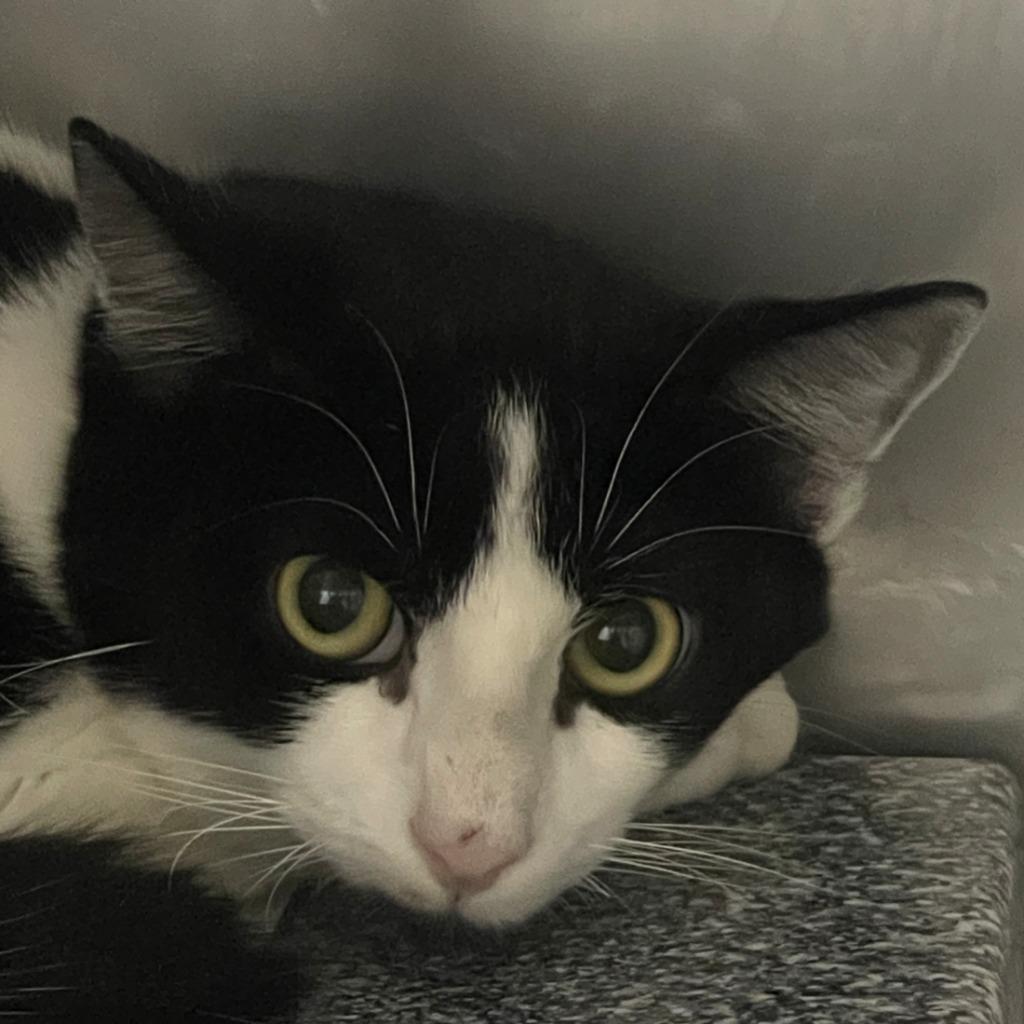 Kevin, Adoptable, Young Male Domestic Medium Hair.