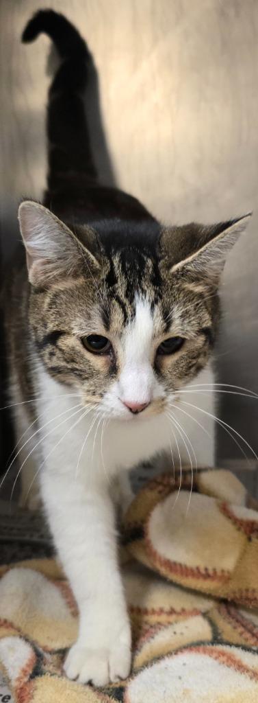 Carol, a Adoptable mixed breed in Murphysboro, IL image 1/4