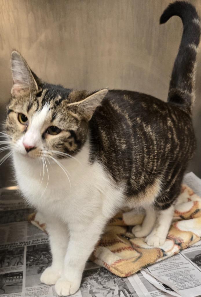 Carol, a Adoptable mixed breed in Murphysboro, IL image 2/4