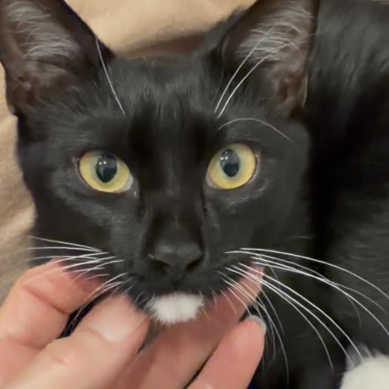 Enlarge Smudge A26-155, a Adoptable Domestic Short Hair in SANTA ROSA BEACH, FL image 1/4