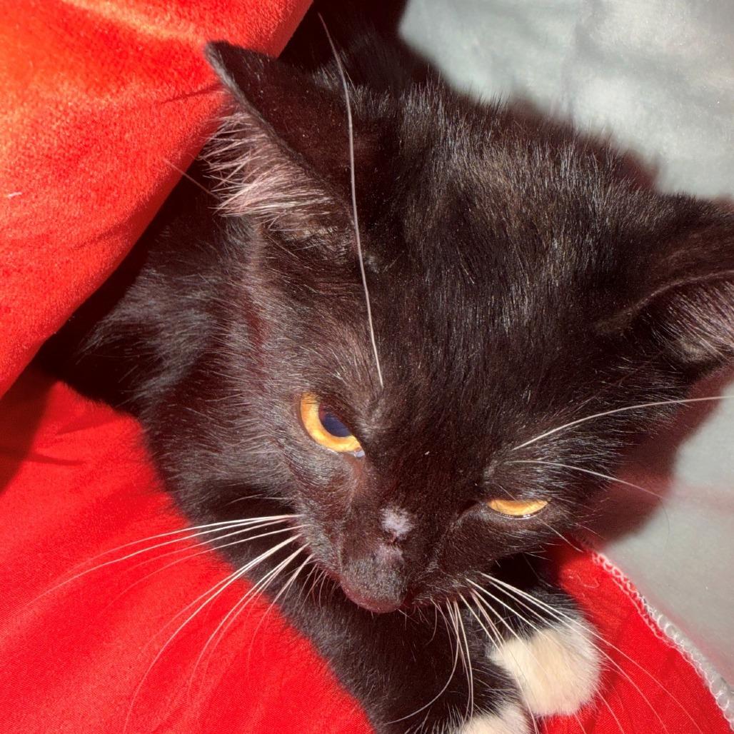 Enlarge Smudge A26-155, a Adoptable Domestic Short Hair in SANTA ROSA BEACH, FL image 2/4