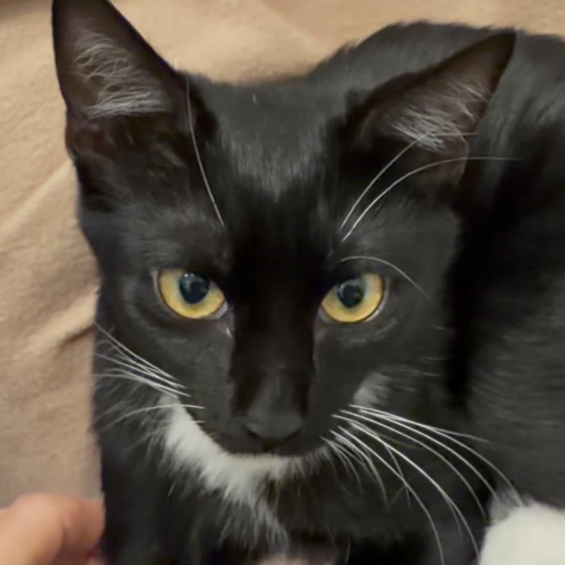Enlarge Smudge A26-155, a Adoptable Domestic Short Hair in SANTA ROSA BEACH, FL image 3/4