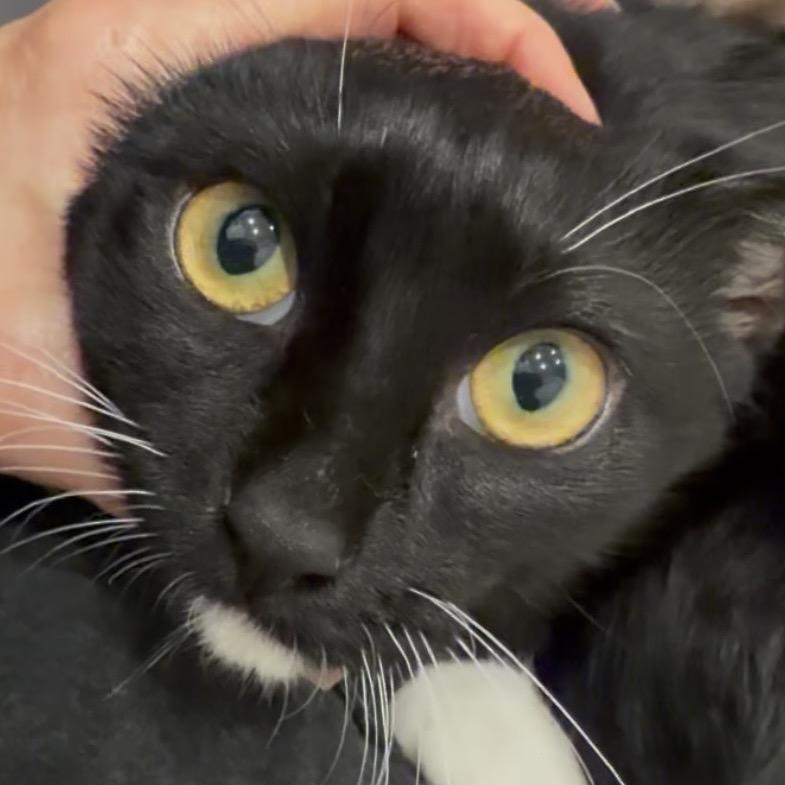 Enlarge Smudge A26-155, a Adoptable Domestic Short Hair in SANTA ROSA BEACH, FL image 4/4