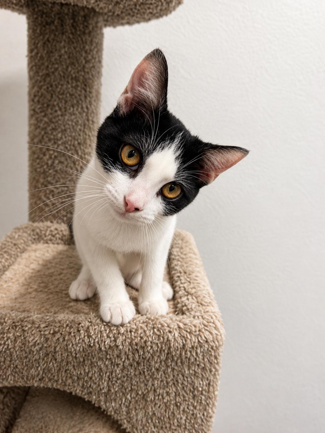 Tallulah, a Adoptable Domestic Short Hair in Rio Linda, CA image 1/3
