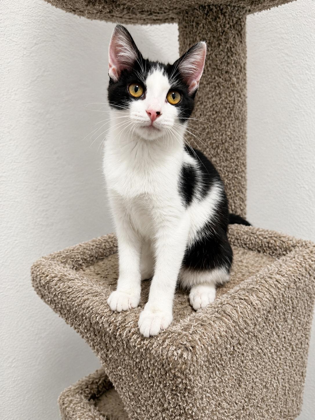Tallulah, a Adoptable Domestic Short Hair in Rio Linda, CA image 2/3
