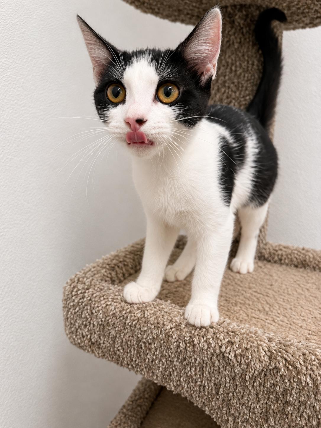 Tallulah, a Adoptable Domestic Short Hair in Rio Linda, CA image 3/3