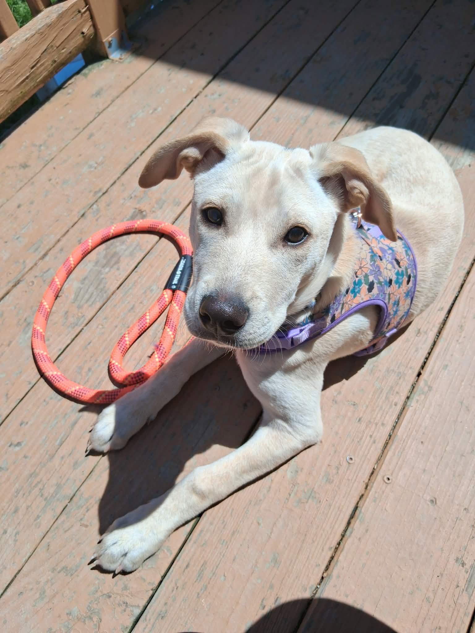 Flo, Adopted, Puppy Female Labrador Retriever.