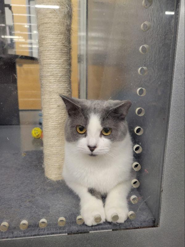 Sabrina, a Adoptable Domestic Short Hair in Ball Ground, GA image 1/3