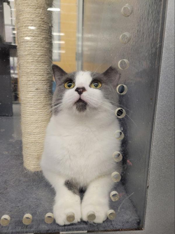 Sabrina, a Adoptable Domestic Short Hair in Ball Ground, GA image 2/3