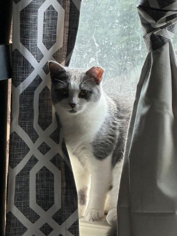 Sabrina, a Adoptable Domestic Short Hair in Ball Ground, GA image 3/3