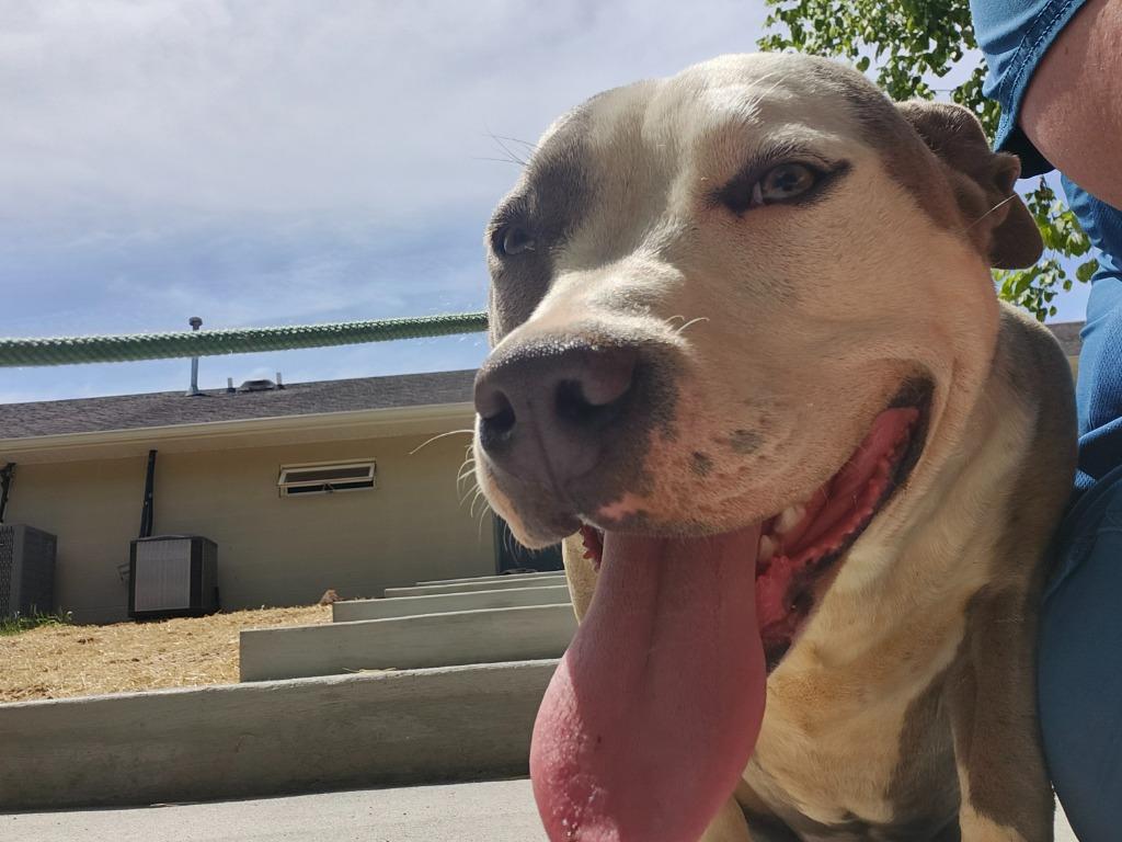 SABLE, Adoptable, Young Female Pit Bull Terrier.