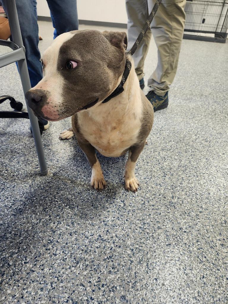 Enlarge SABLE, a Adoptable Pit Bull Terrier in Athens, AL image 2/6