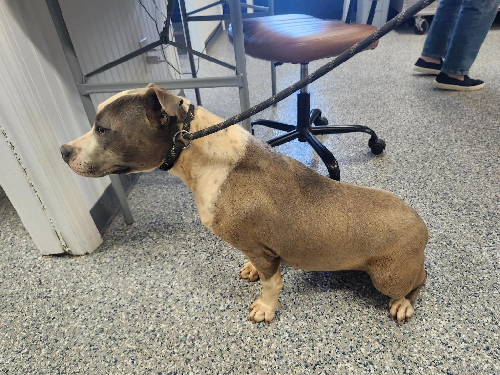 Enlarge SABLE, a Adoptable Pit Bull Terrier in Athens, AL image 3/6