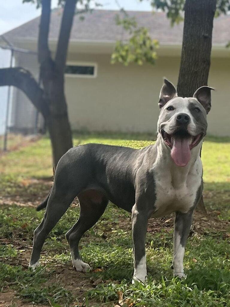 Enlarge SABLE, a Adoptable Pit Bull Terrier in Athens, AL image 4/6