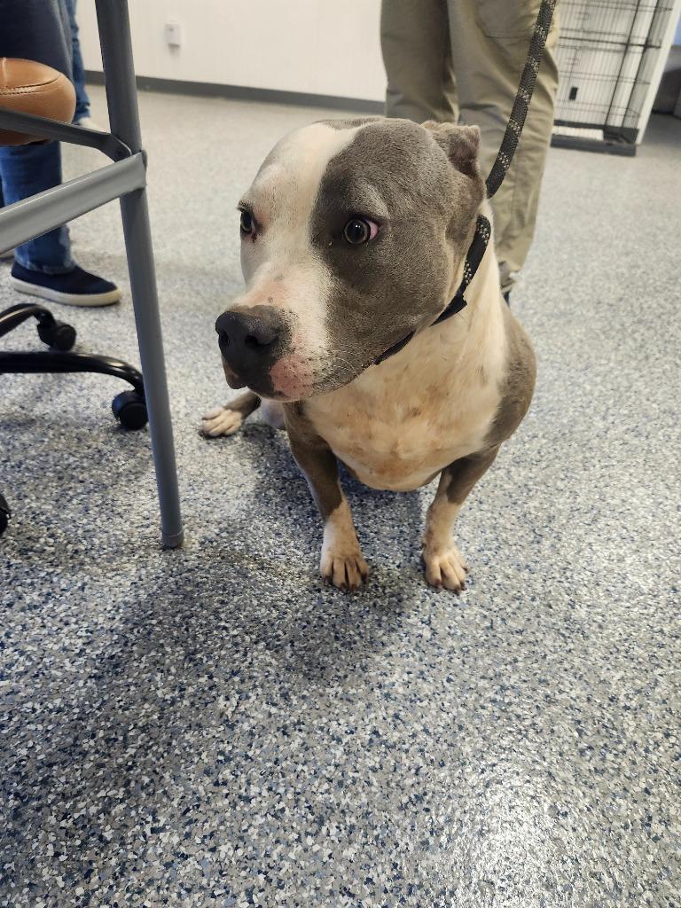 Enlarge SABLE, a Adoptable Pit Bull Terrier in Athens, AL image 5/6