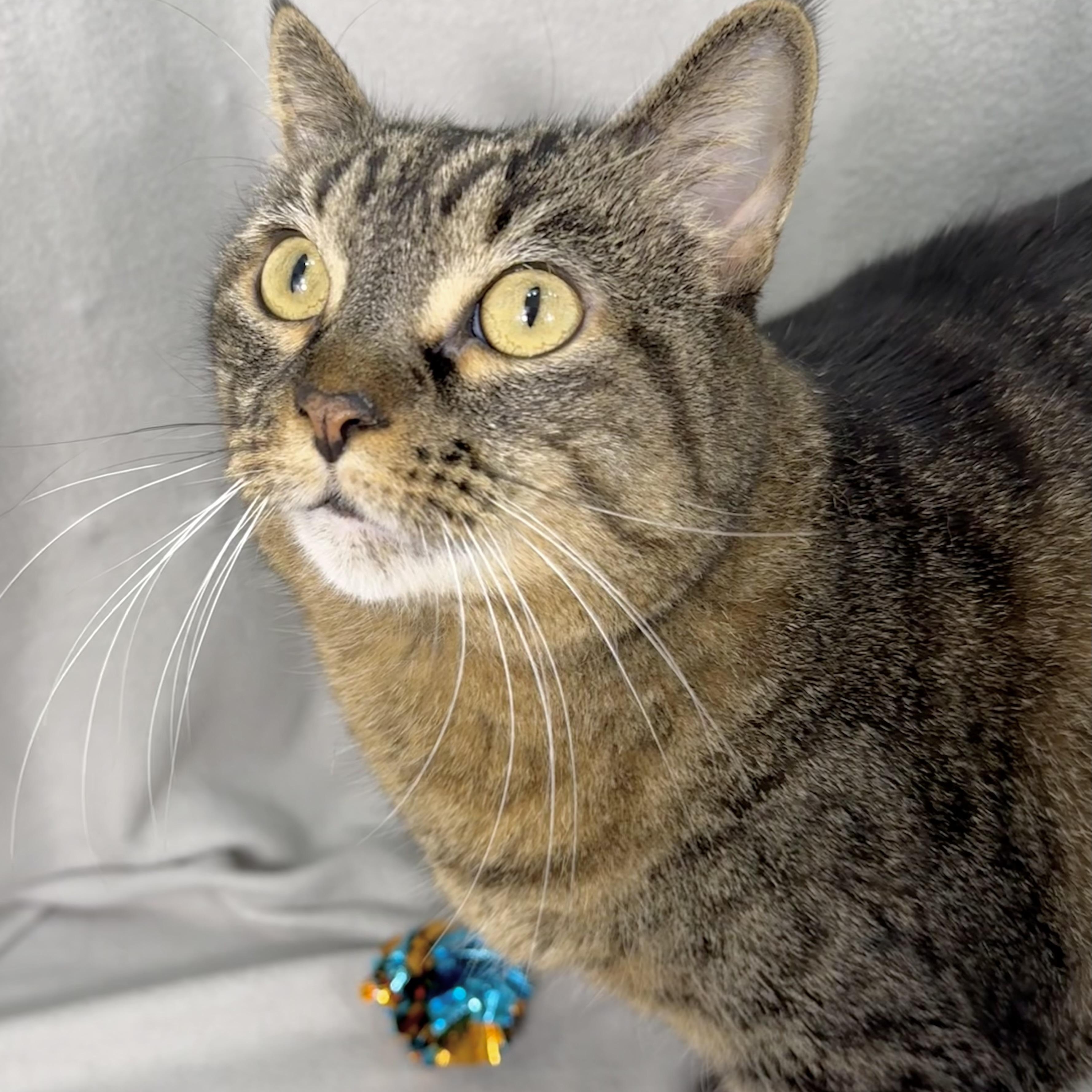Willa, ADOPTABLE, Adult Female Domestic Short Hair.