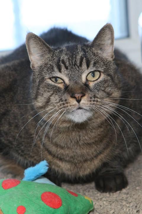 Enlarge Willa, a ADOPTABLE Domestic Short Hair in Minneapolis, MN image 2/4