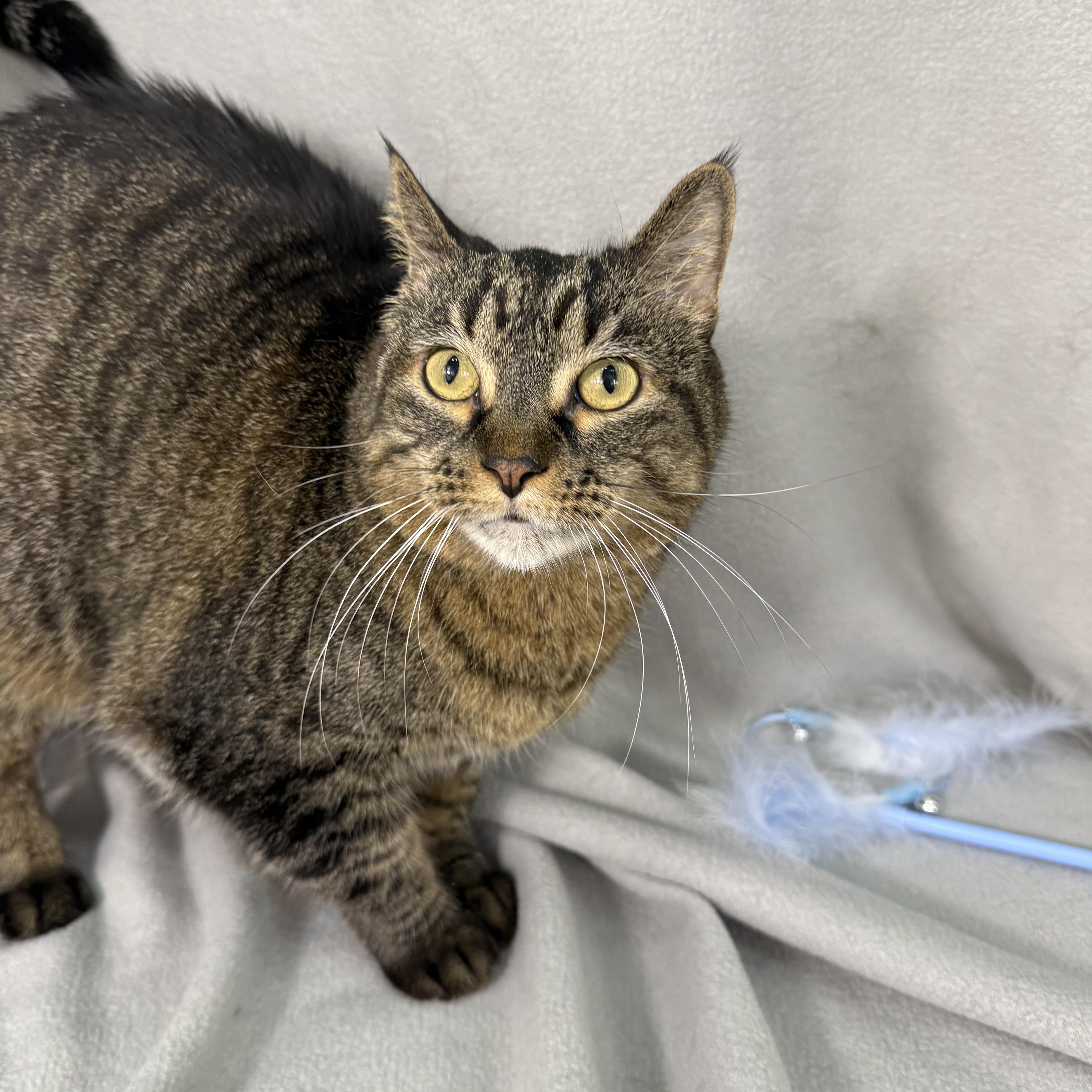 Enlarge Willa, a ADOPTABLE Domestic Short Hair in Minneapolis, MN image 3/4