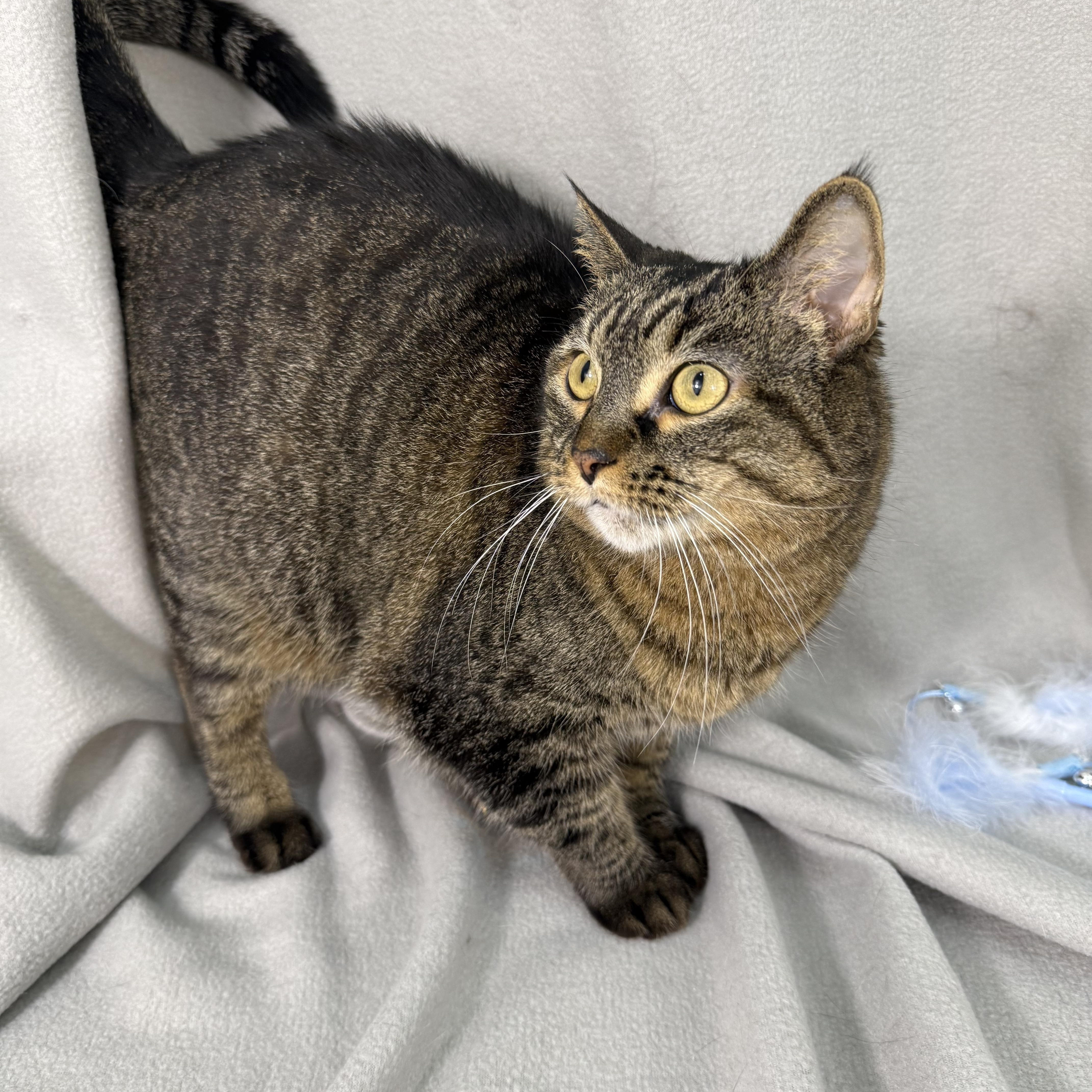 Enlarge Willa, a ADOPTABLE Domestic Short Hair in Minneapolis, MN image 4/4