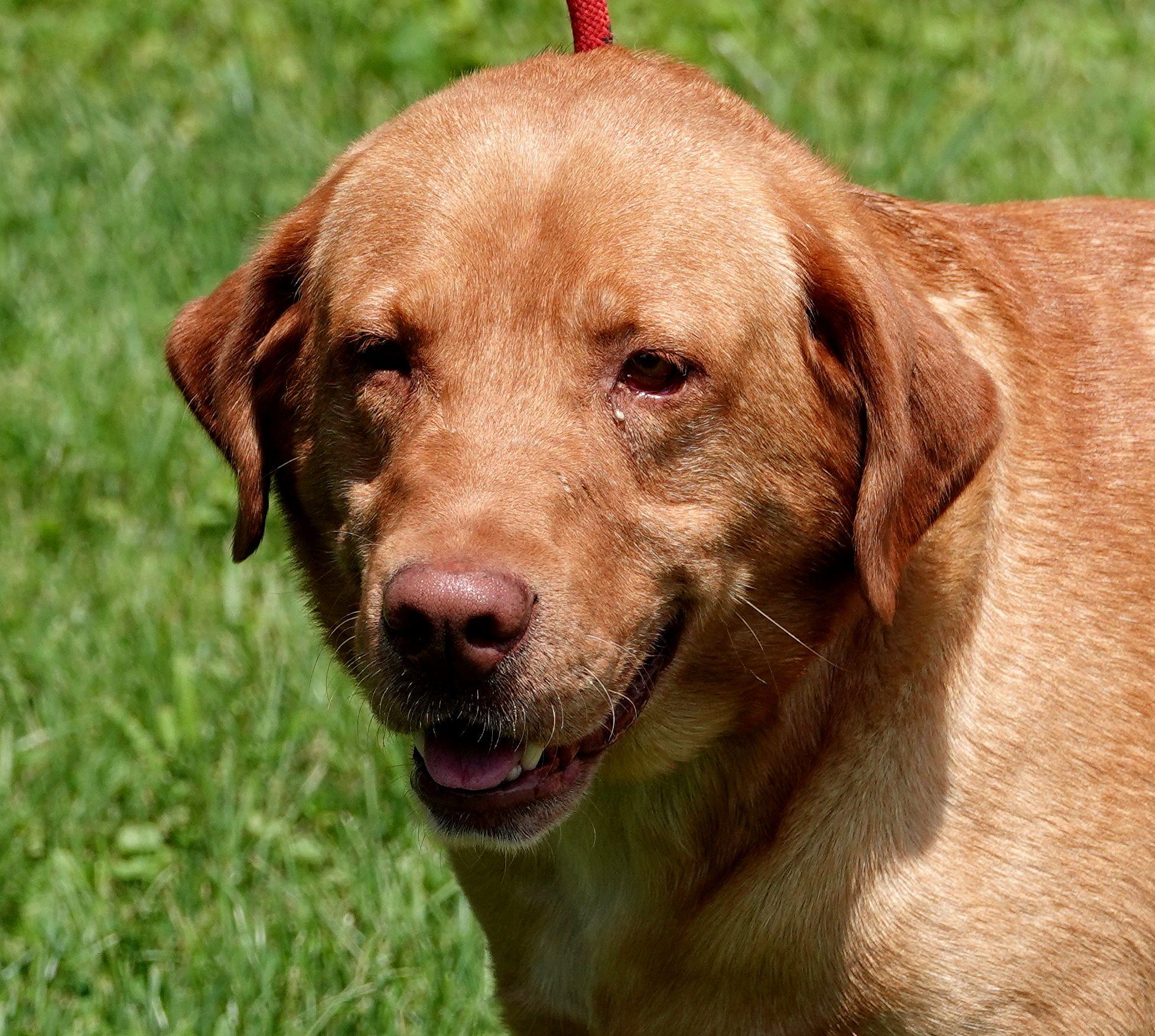 Colt - CLAIMED BY OWNER, adopted, Adult Male Yellow Labrador Retriever.
