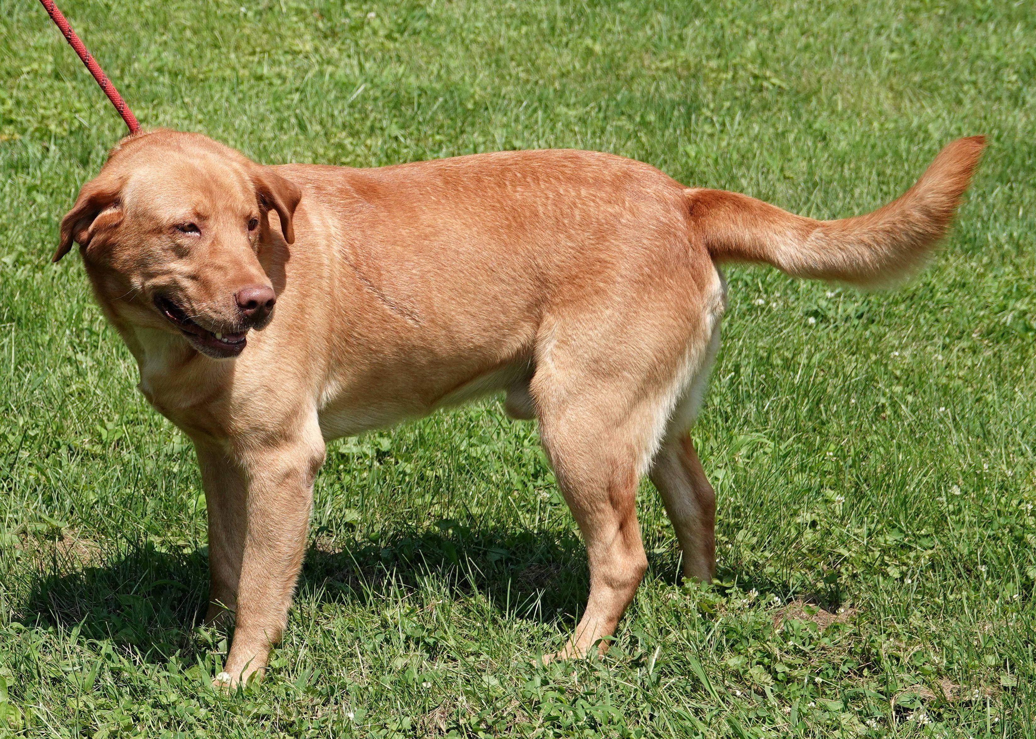 Colt - CLAIMED BY OWNER, an adopted Yellow Labrador Retriever in Millfield, OH image 3/4