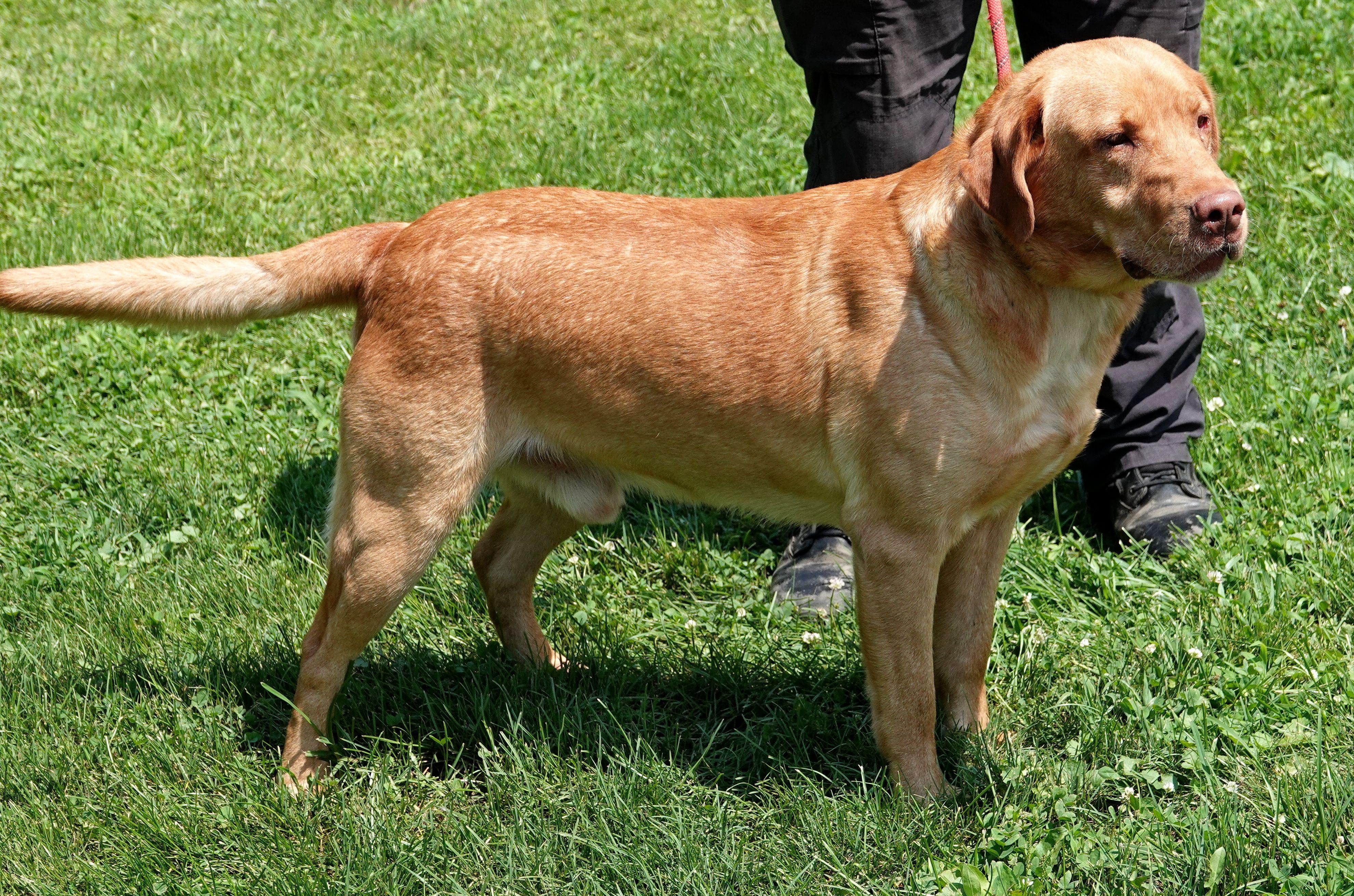 Colt - CLAIMED BY OWNER, an adopted Yellow Labrador Retriever in Millfield, OH image 2/4