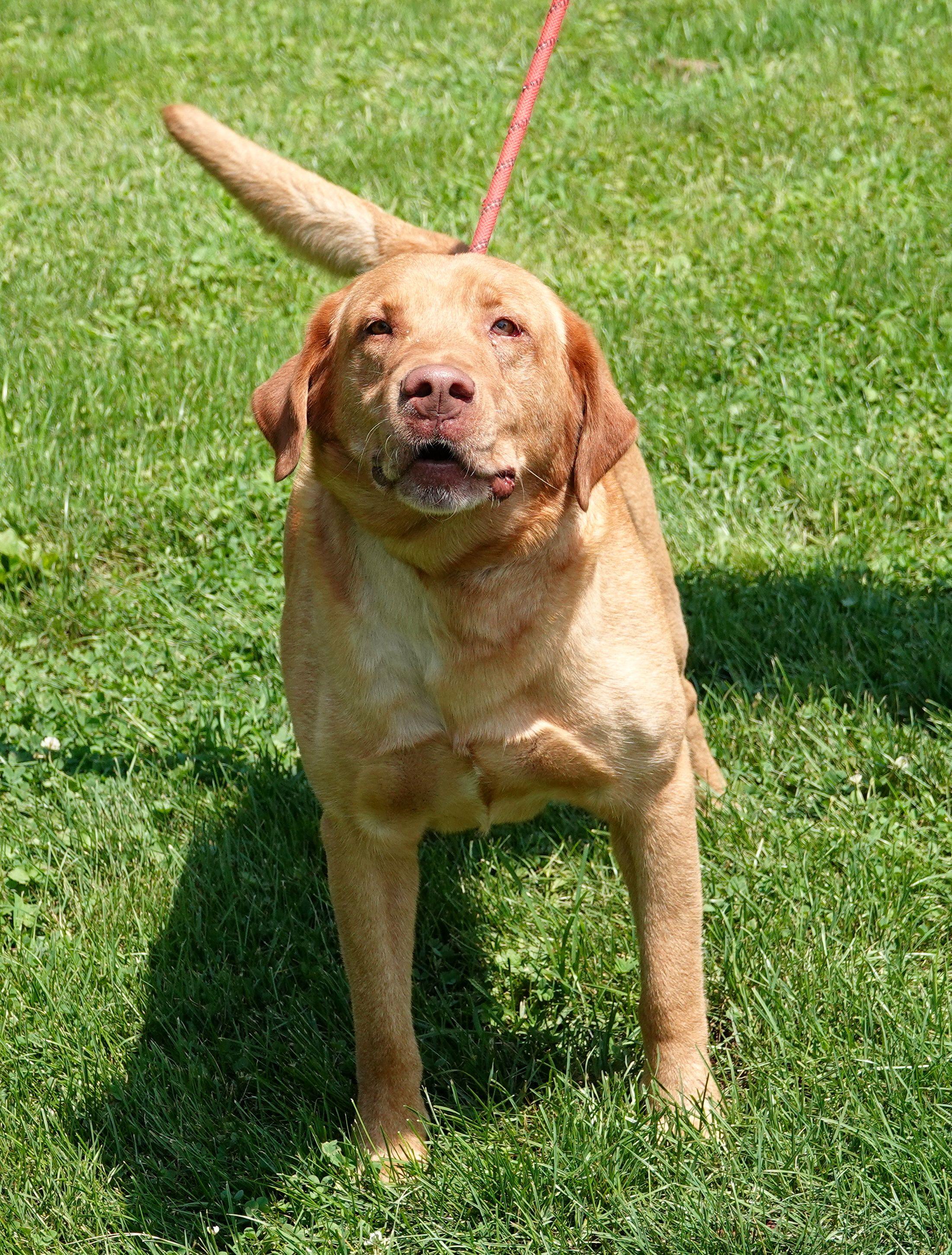 Colt - CLAIMED BY OWNER, an adopted Yellow Labrador Retriever in Millfield, OH image 4/4