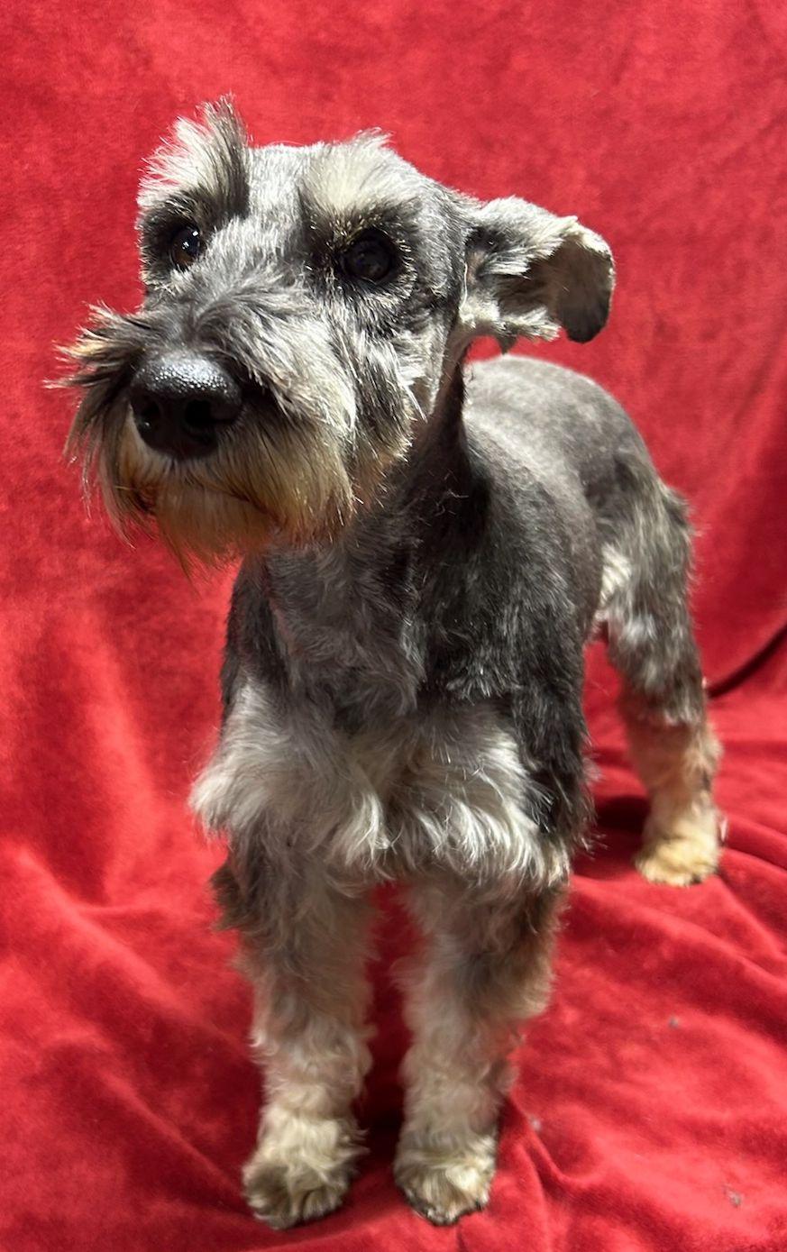 Enlarge HEIDI, an adopted Schnauzer in Rossford, OH image 1/4