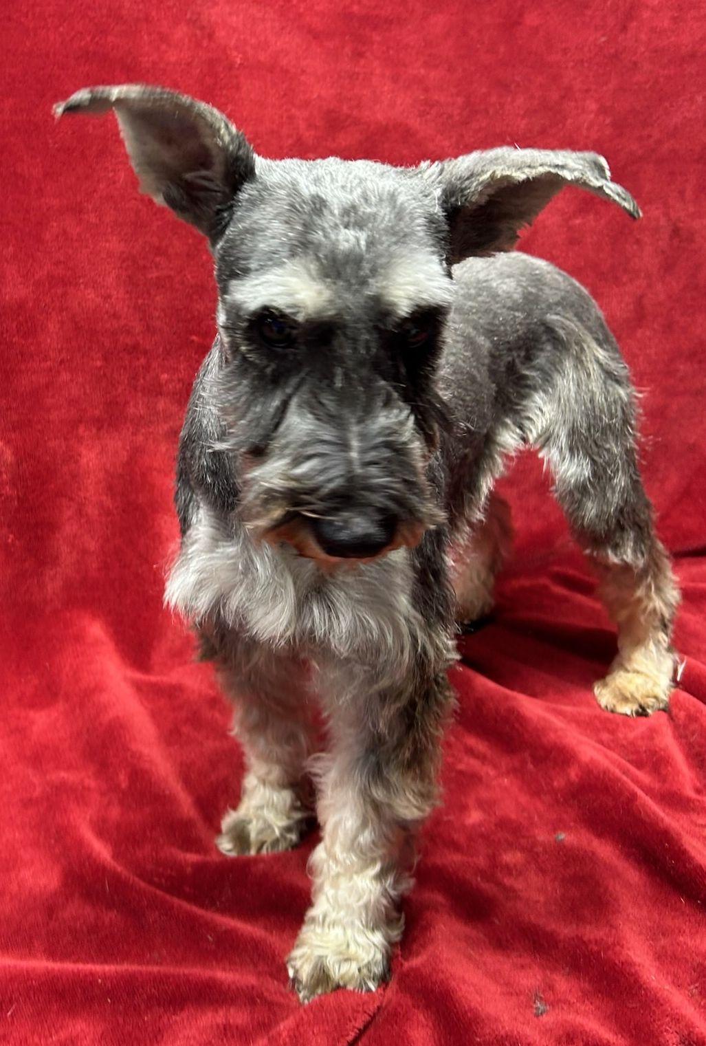 Enlarge HEIDI, an adopted Schnauzer in Rossford, OH image 2/4