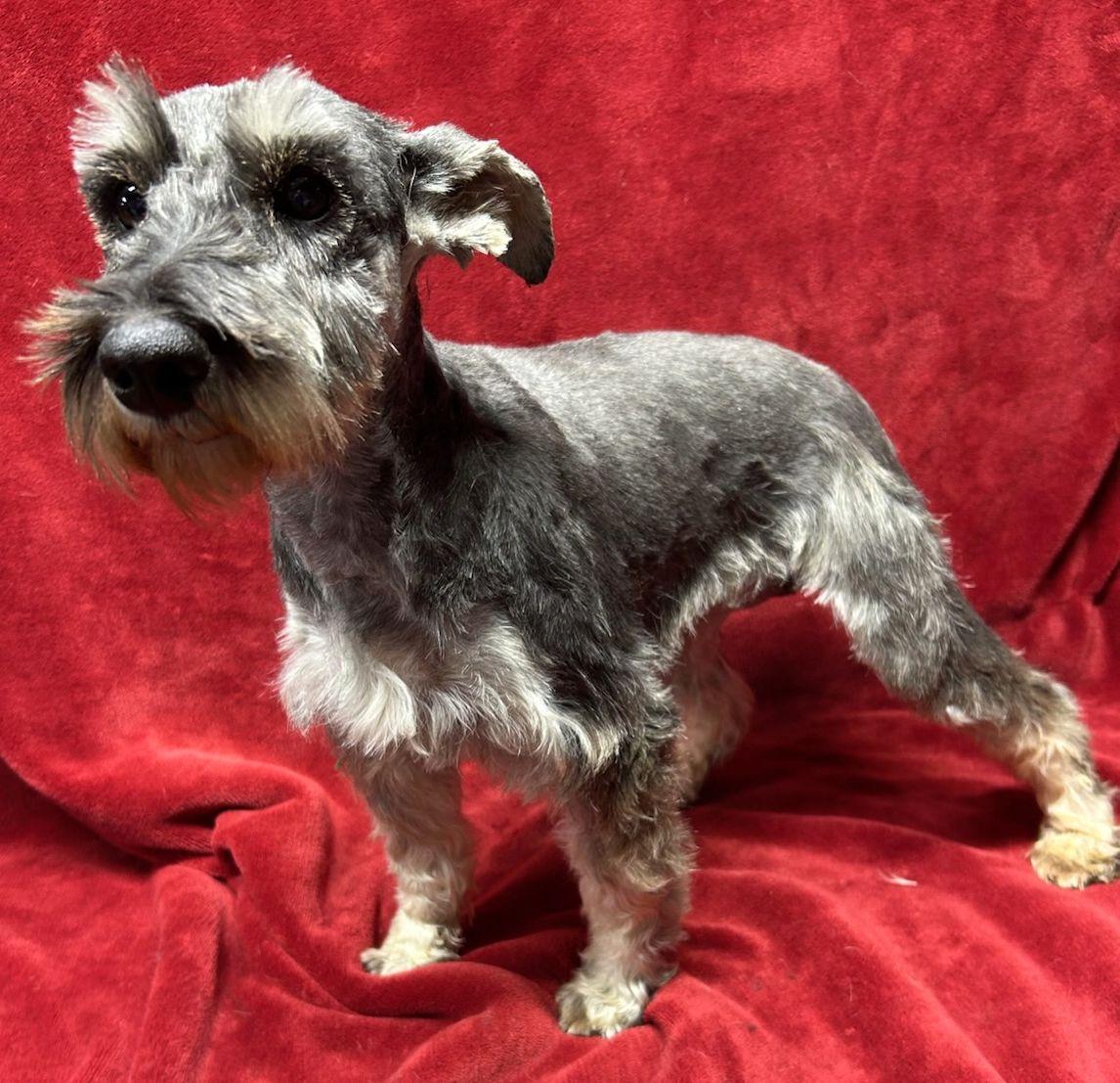 Enlarge HEIDI, an adopted Schnauzer in Rossford, OH image 3/4