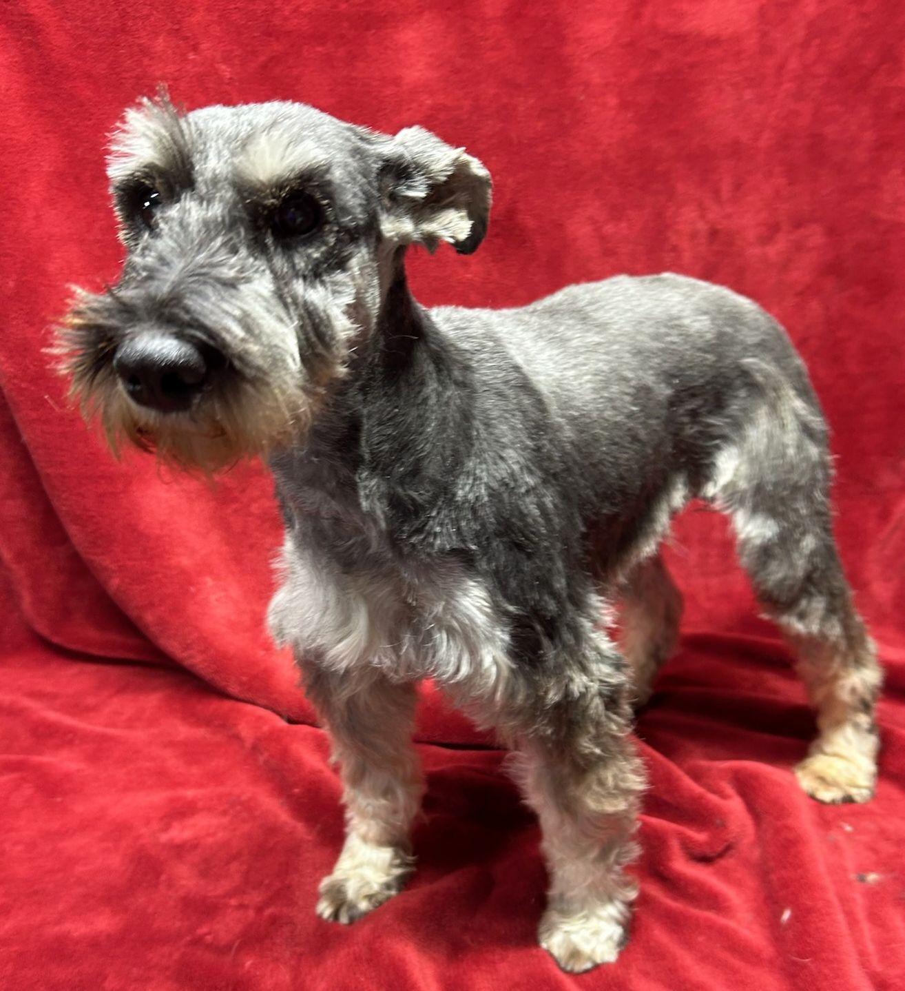 Enlarge HEIDI, an adopted Schnauzer in Rossford, OH image 4/4