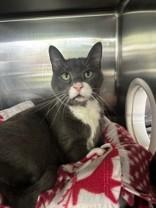 Enlarge Bowser, a ADOPTABLE Domestic Short Hair in Manitowoc, WI image 1/1