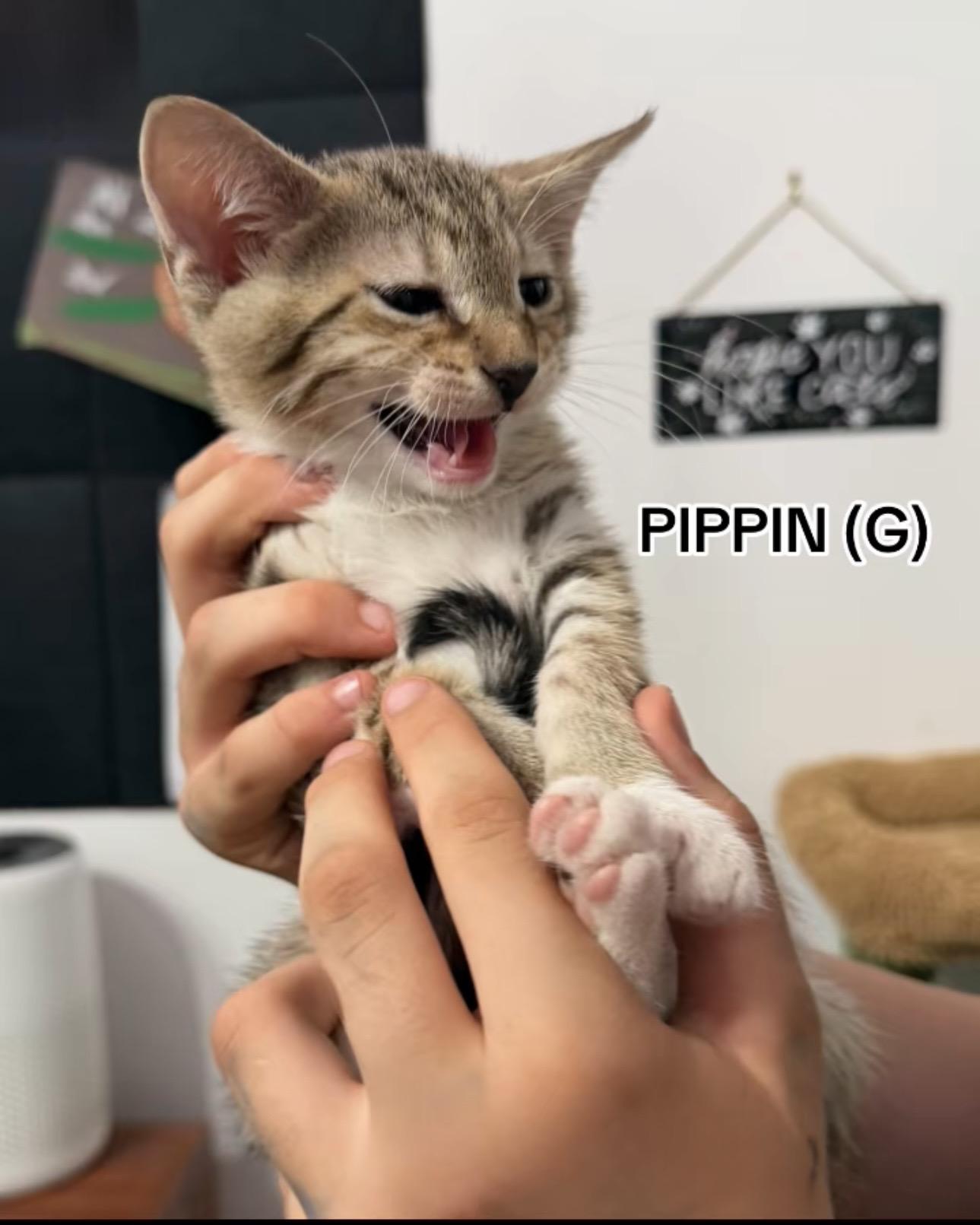 Pippin, Adoptable, Kitten Female Domestic Short Hair.