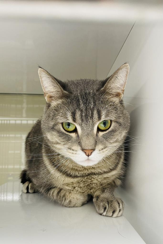 Enlarge Tempurra, a Adoptable Domestic Short Hair in Saint Paul, MN image 1/6