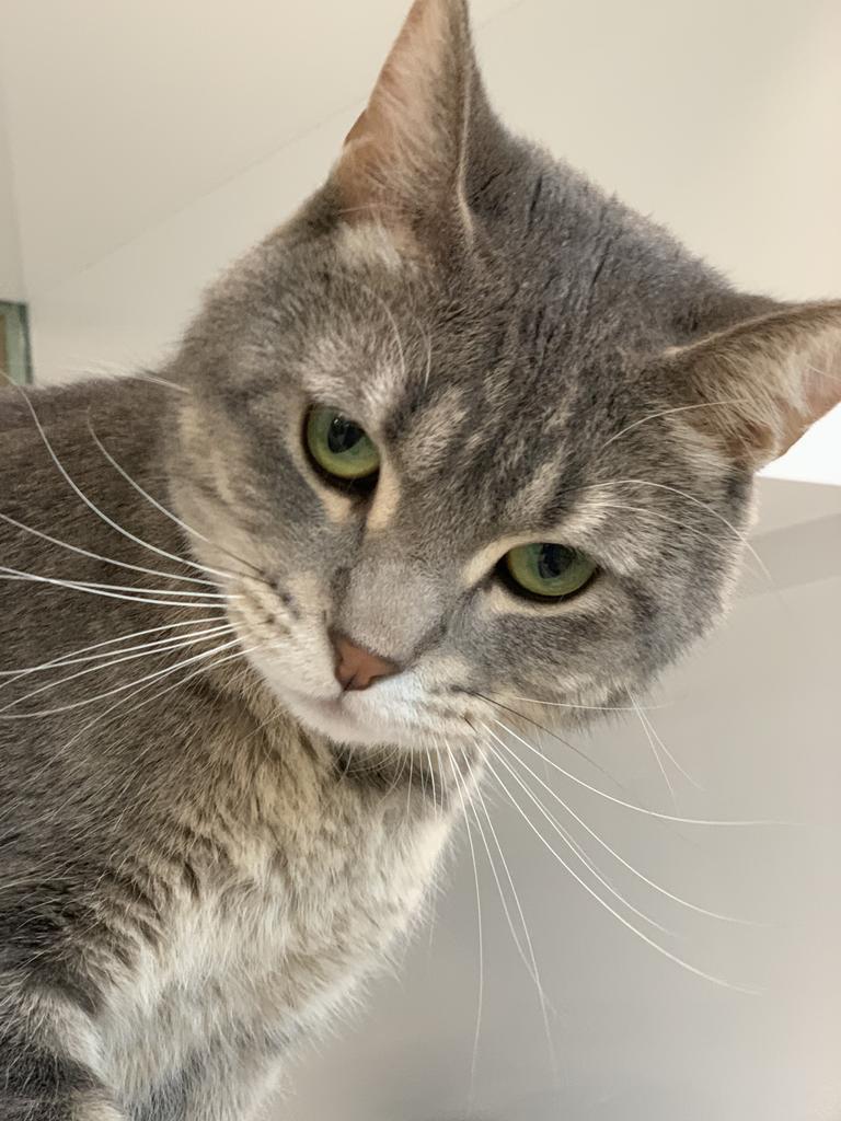 Enlarge Tempurra, a Adoptable Domestic Short Hair in Saint Paul, MN image 2/6