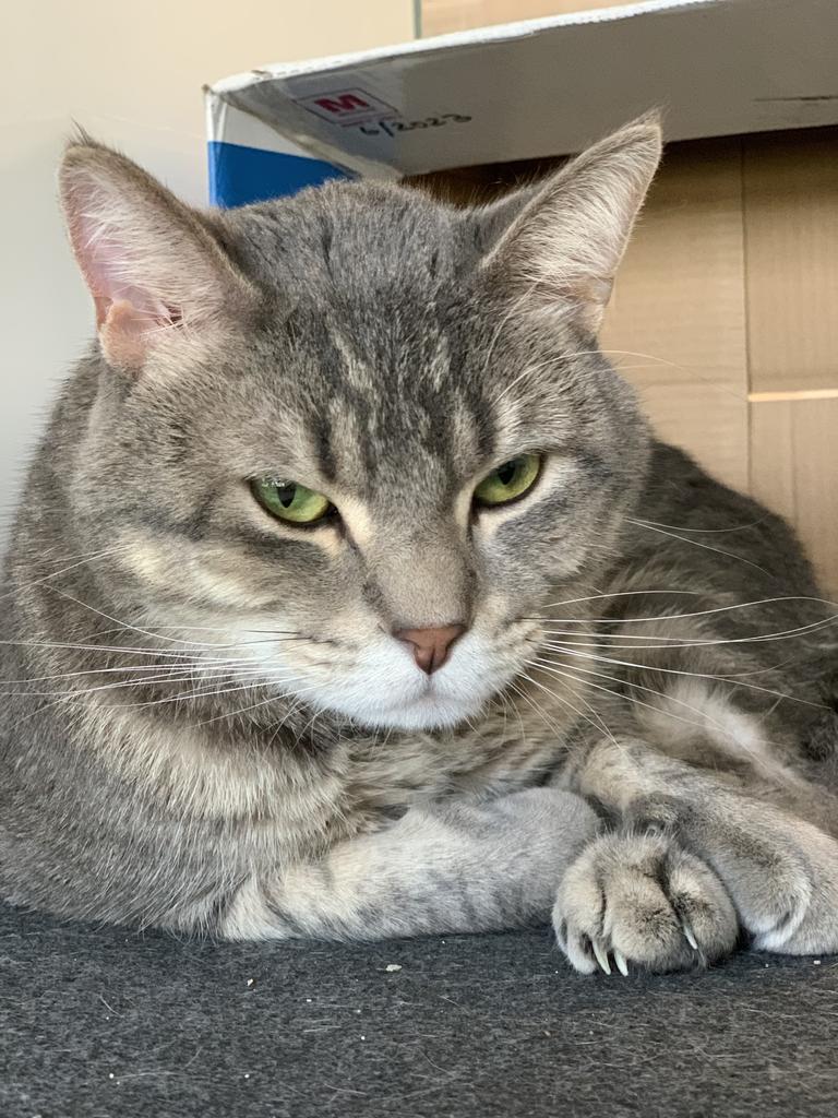 Enlarge Tempurra, a Adoptable Domestic Short Hair in Saint Paul, MN image 3/6