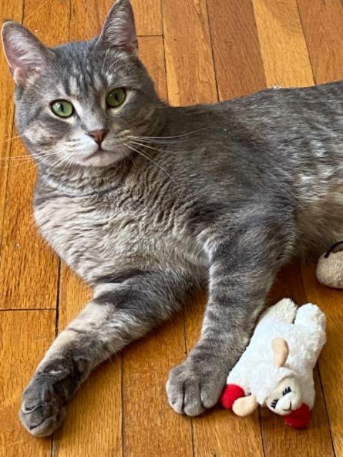 Enlarge Tempurra, a Adoptable Domestic Short Hair in Saint Paul, MN image 4/6