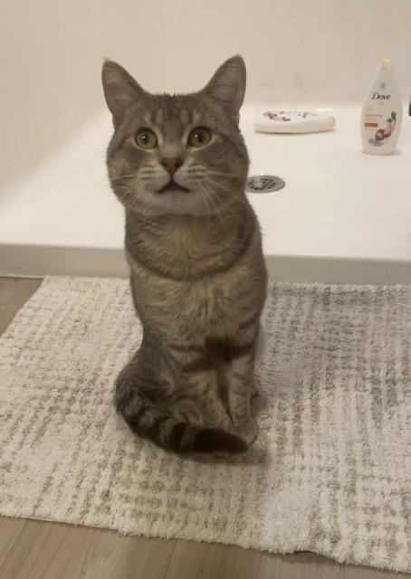 Enlarge Tempurra, a Adoptable Domestic Short Hair in Saint Paul, MN image 5/6