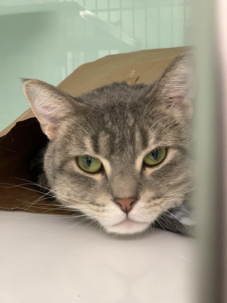 Enlarge Tempurra, a Adoptable Domestic Short Hair in Saint Paul, MN image 6/6