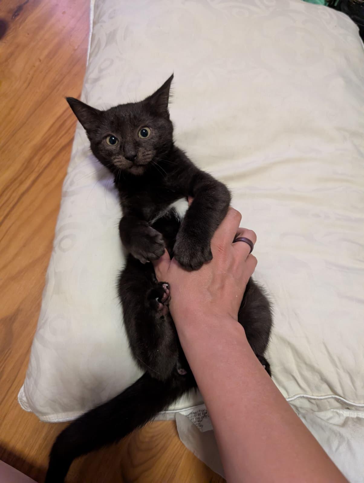 Lemmy, Adopted, Kitten Male Domestic Medium Hair.