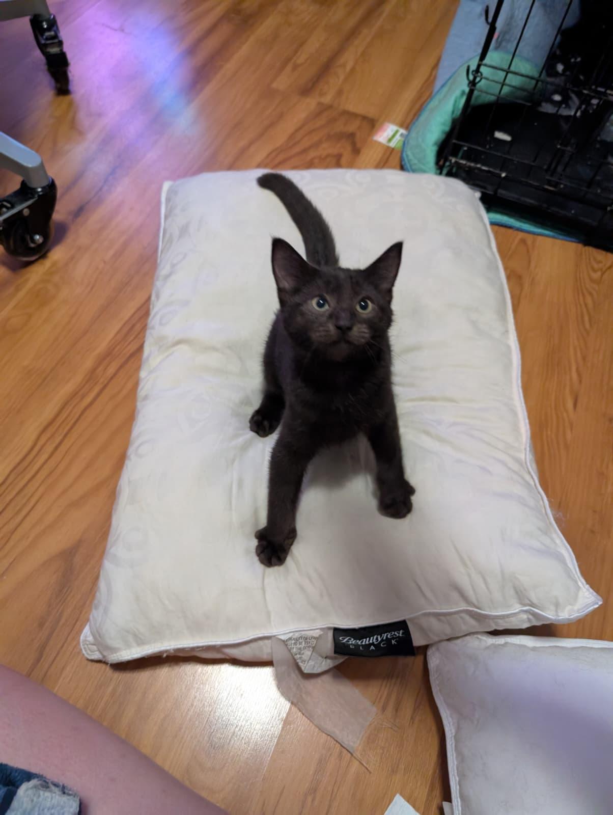 Enlarge Lemmy, a Adopted Domestic Medium Hair in Absecon, NJ image 2/3